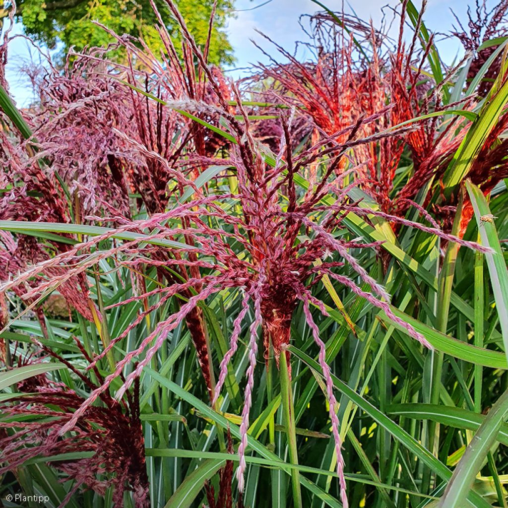 Miscanthus sinensis Boucle