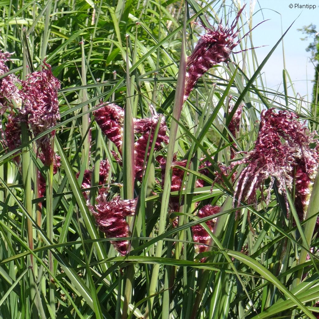 Miscanthus sinensis Boucle