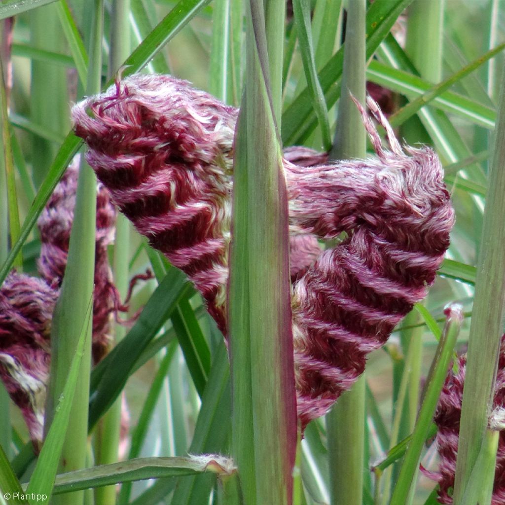 Miscanthus sinensis Boucle