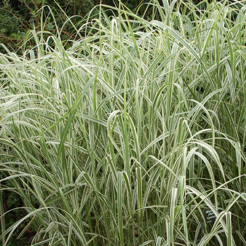 Miscanthus sinensis Cosmopolitan - Eulalie, Roseau de Chine