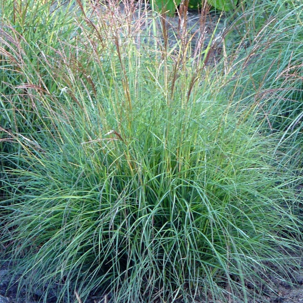 Miscanthus sinensis Cute One - Roseau de Chine nain.