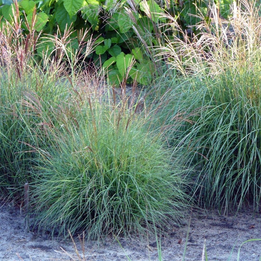 Miscanthus sinensis Cute One - Roseau de Chine nain.