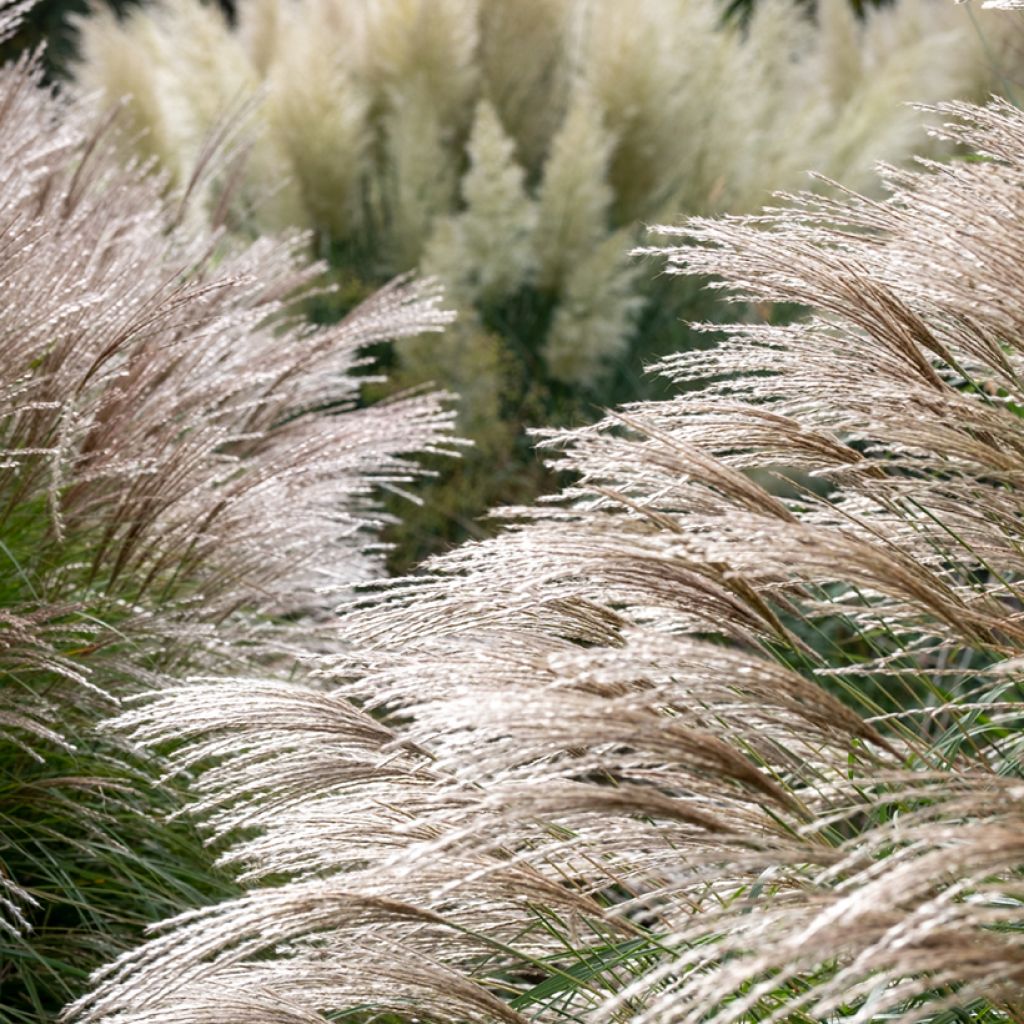 Miscanthus sinensis Flamingo