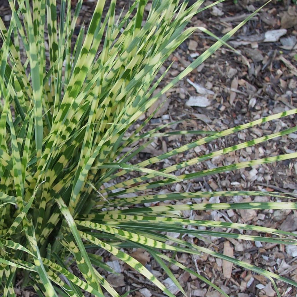 Miscanthus sinensis Gold Bar - Eulalie - Roseau de Chine