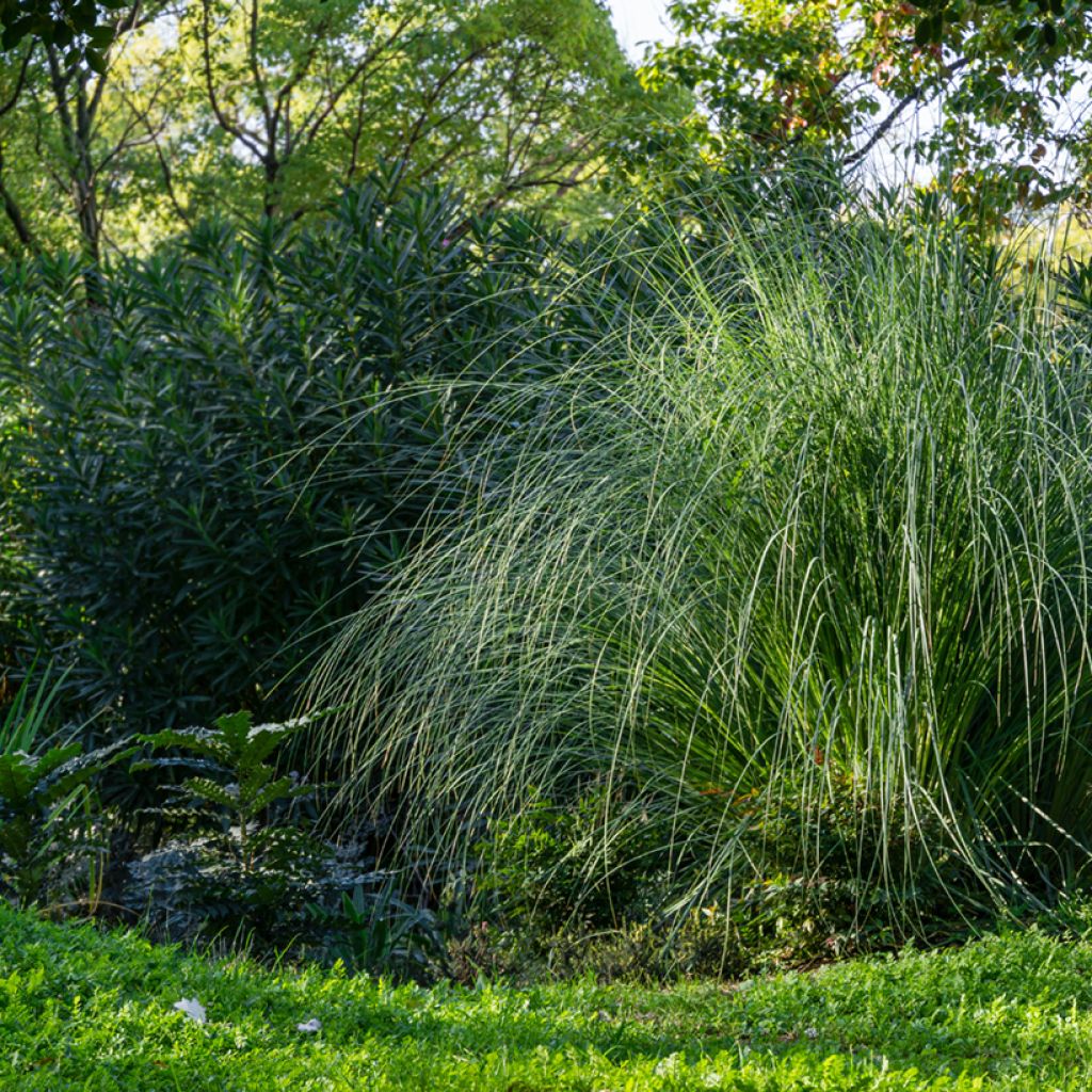 Miscanthus sinensis Gracillimus