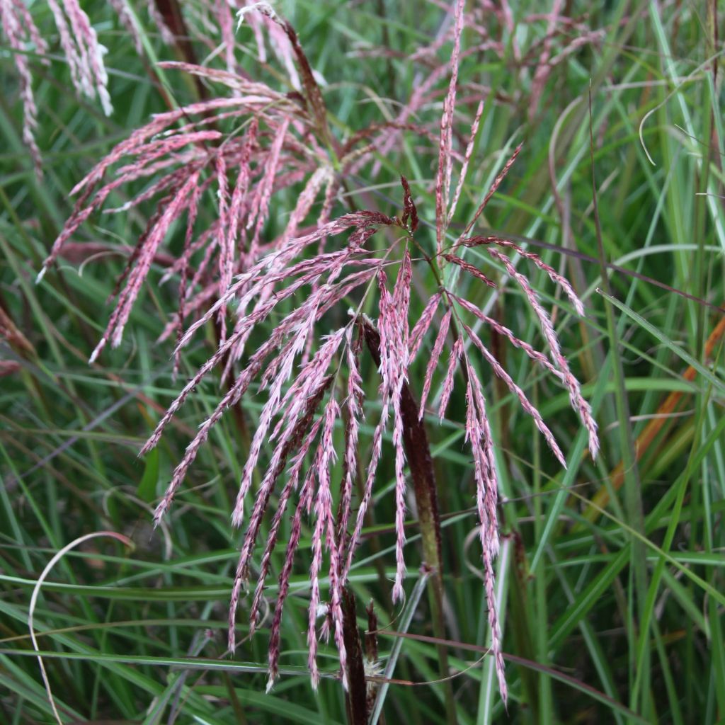 Miscanthus sinensis Kaskade