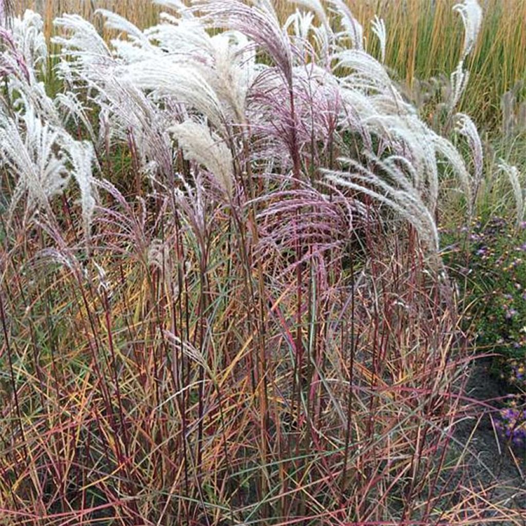 Miscanthus sinensis Kaskade