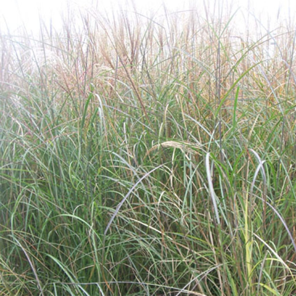 Miscanthus sinensis Kleine Silberspinne - Eulalie - Roseau de Chine