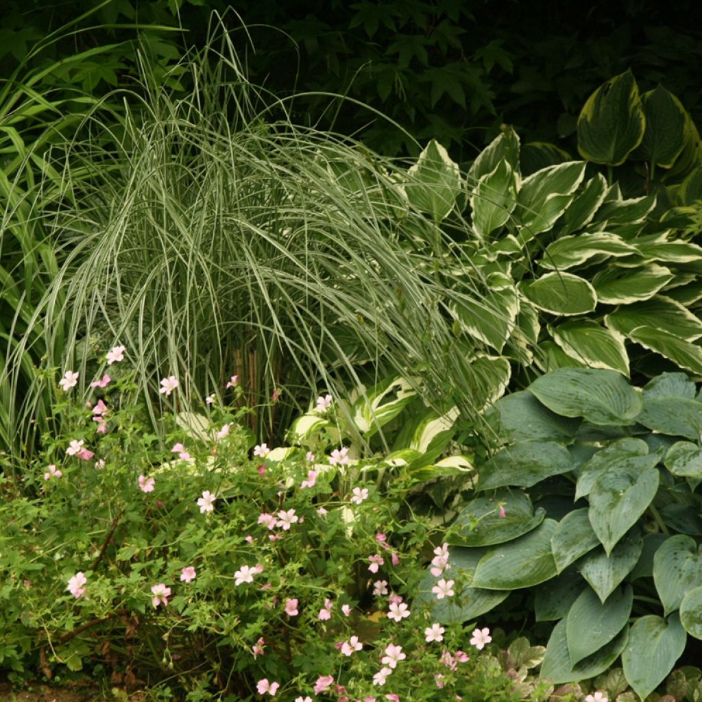 Miscanthus sinensis Morning Light