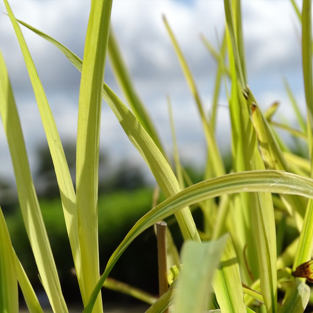 Miscanthus sinensis Purpurascens, Eulalie