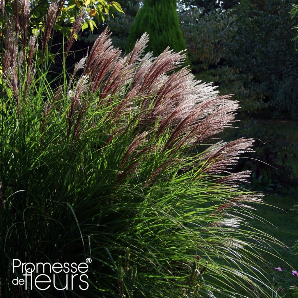 Miscanthus sinensis Red Chief