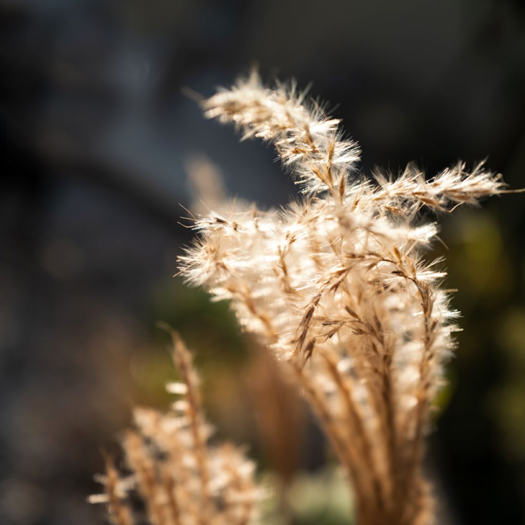 Miscanthus sinensis Red Chief