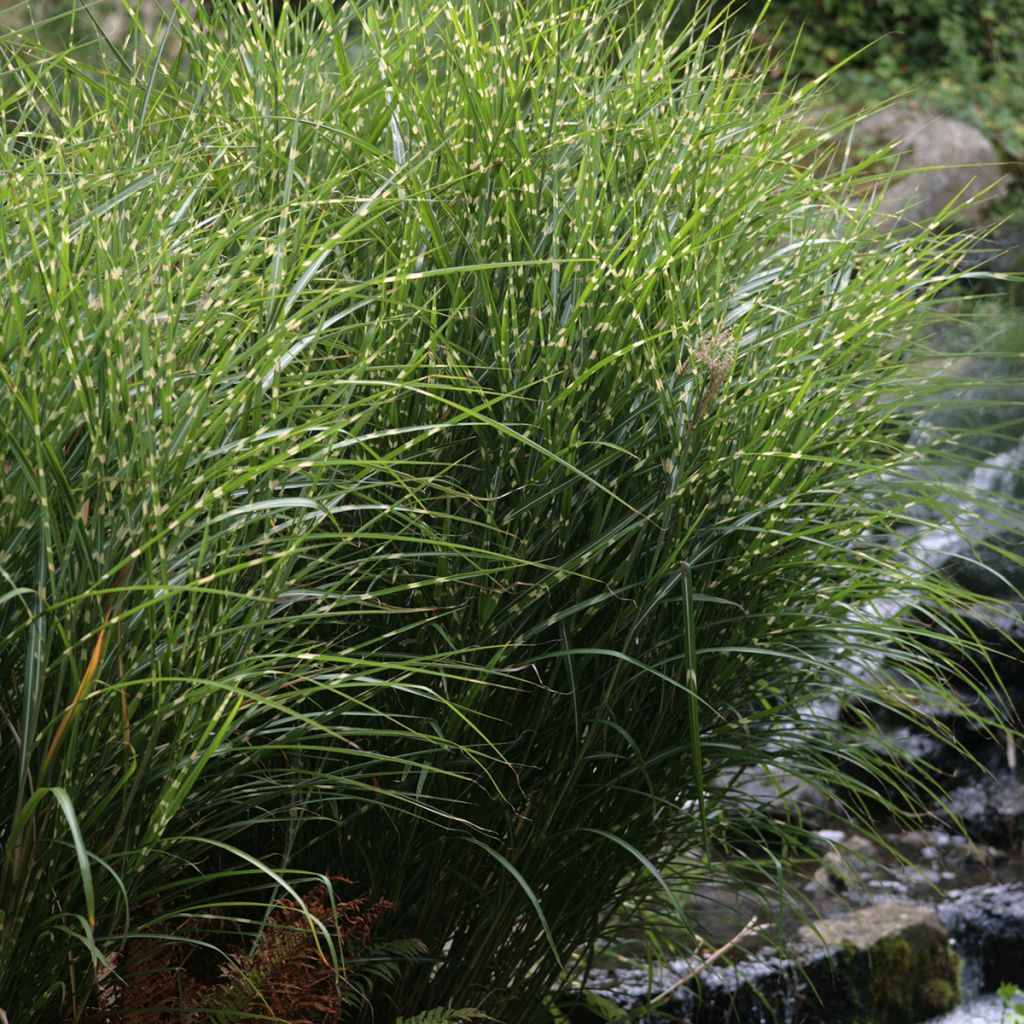 Miscanthus sinensis Zebrinus