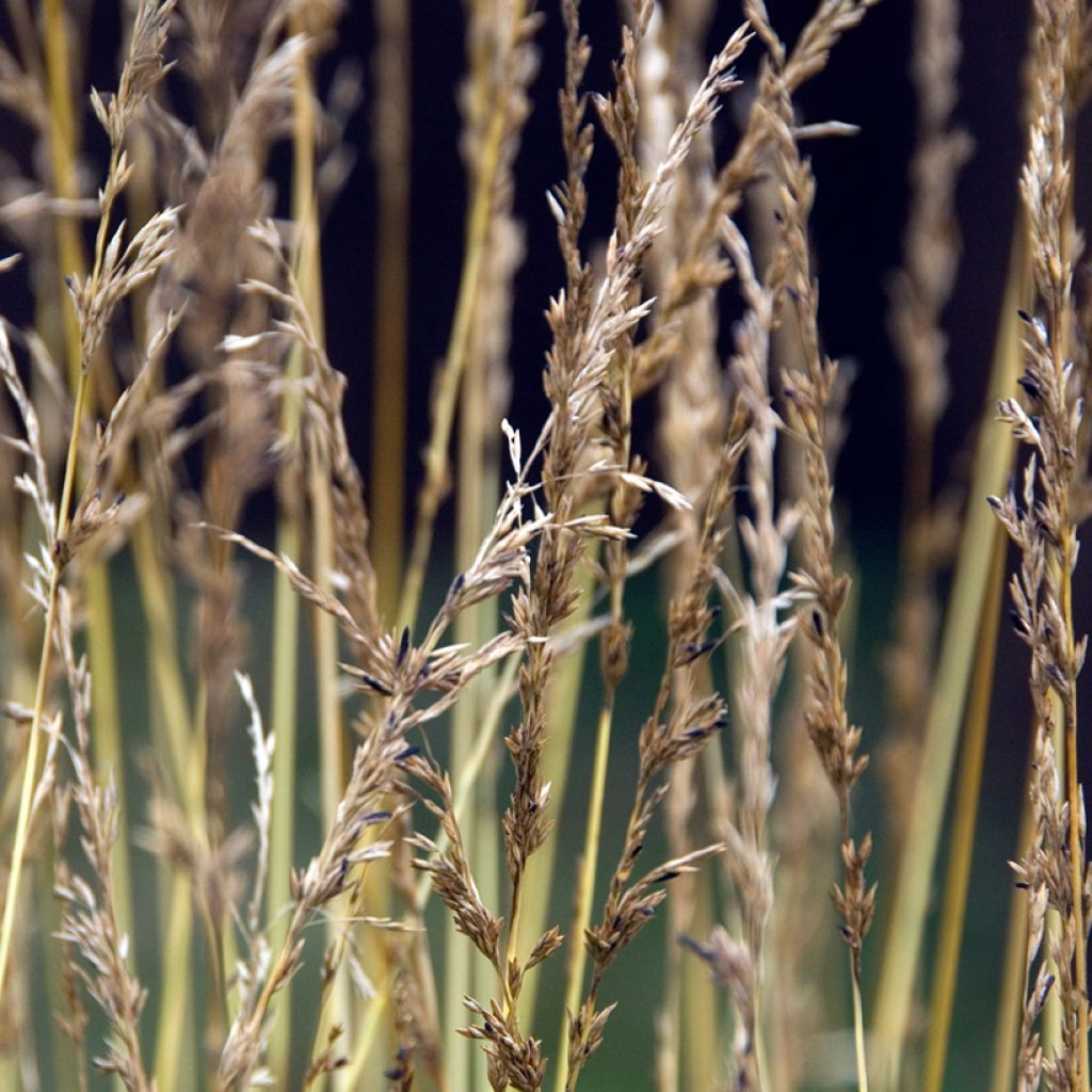 Molinia caerulea Heidezwerg