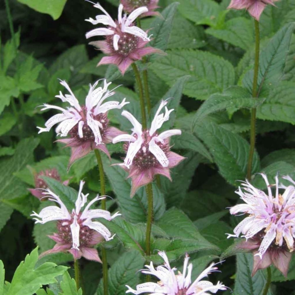 Monarde bradburiana - Bergamote