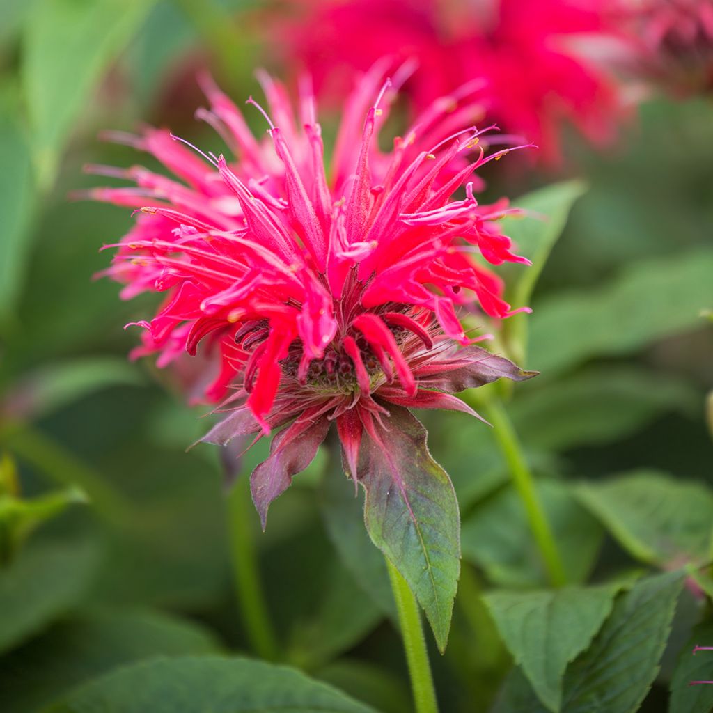 Monarda didyma Pink Supreme - Monarda