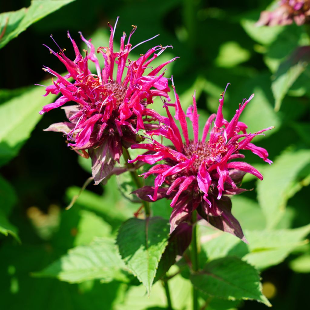 Monarda Cambridge Scarlet - Monarda