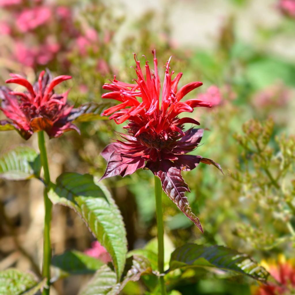 Monarda Cambridge Scarlet - Monarda