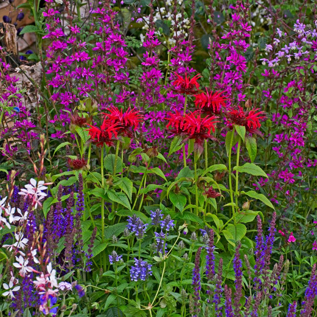 Monarda Cambridge Scarlet - Monarda