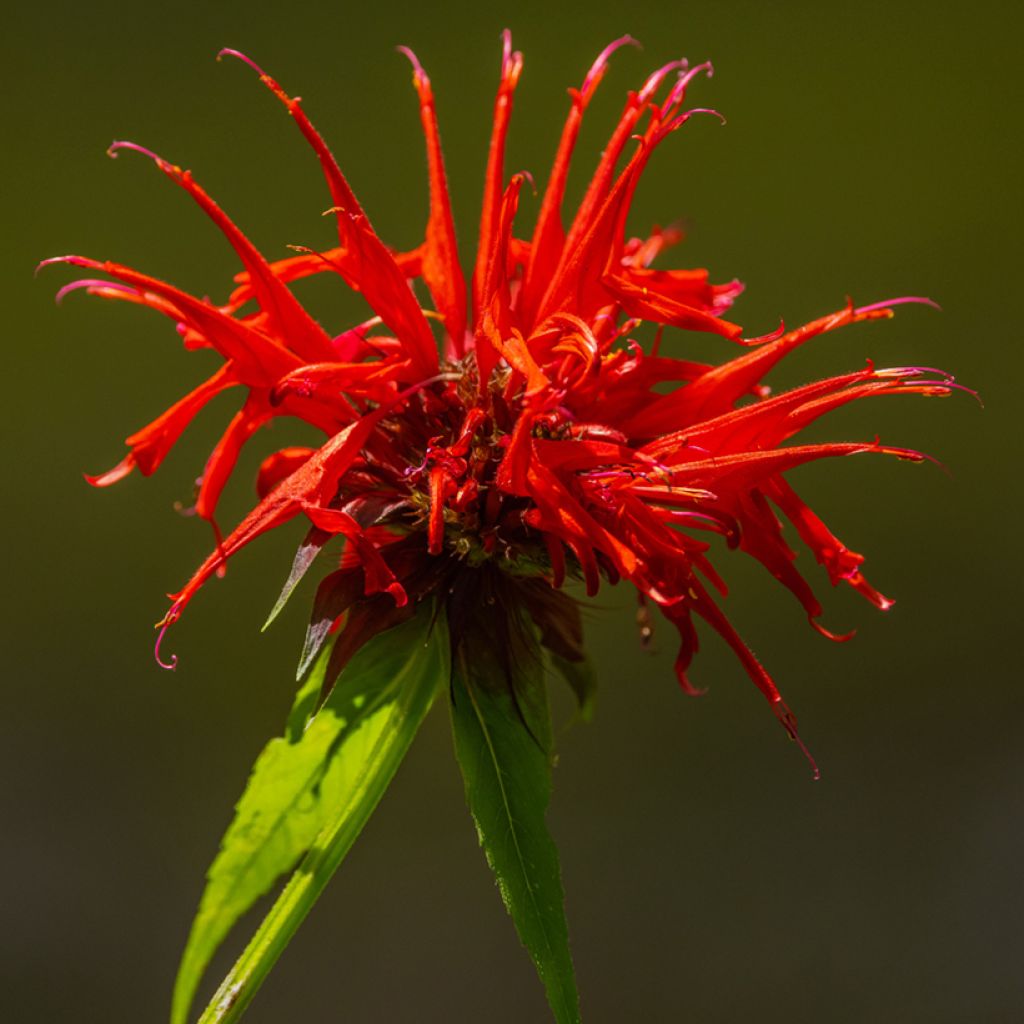 Monarda Fireball - Monarda