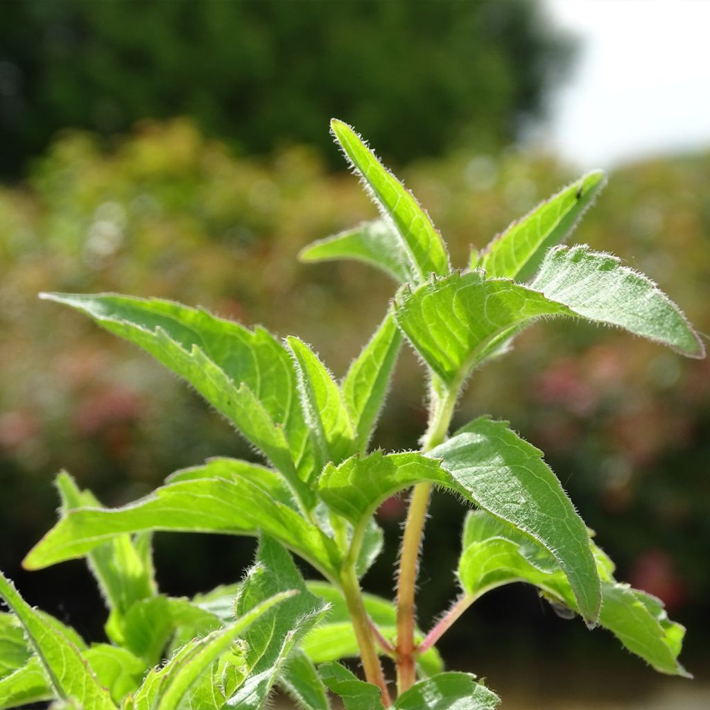 Monarda Heidelerche - Monarda