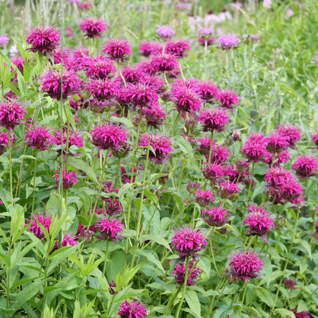 Monarda Heidelerche - Monarda