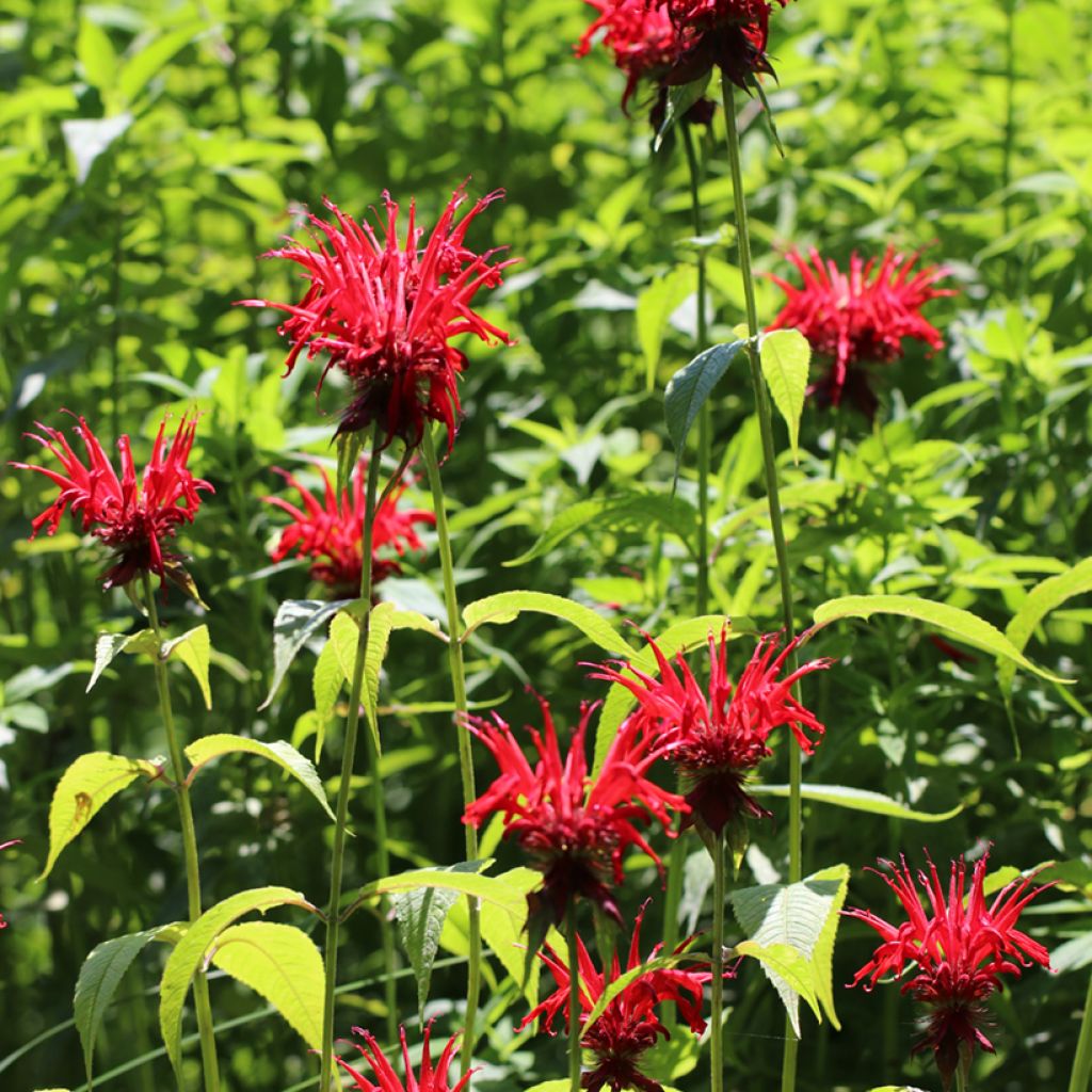 Monarda Jacob Cline - Monarda