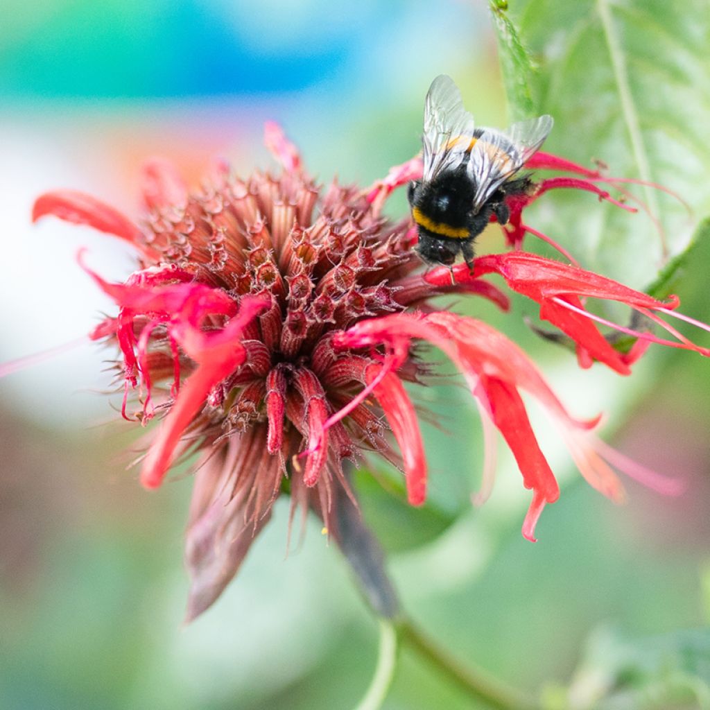 Monarda Jacob Cline - Monarda