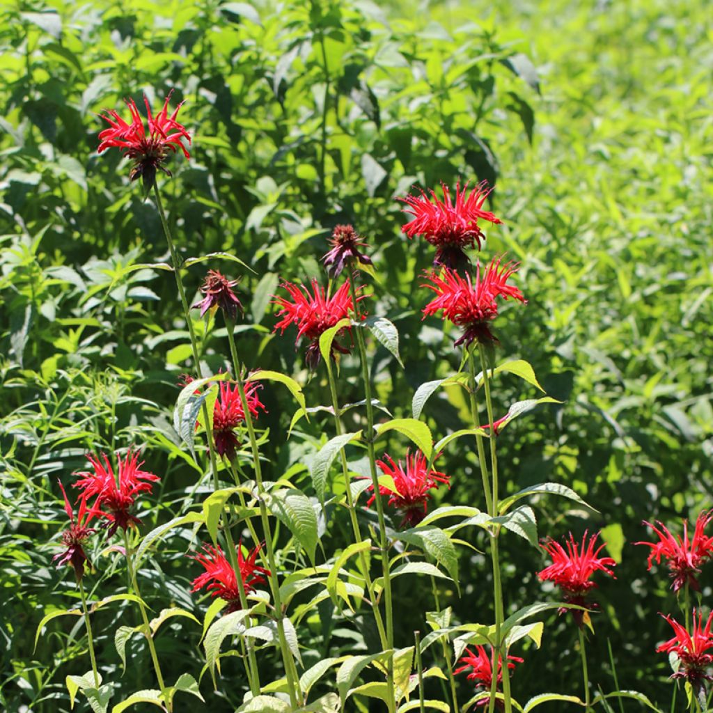 Monarda Jacob Cline - Monarda