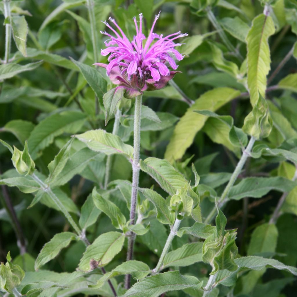 Monarda Mohawk - Monarda