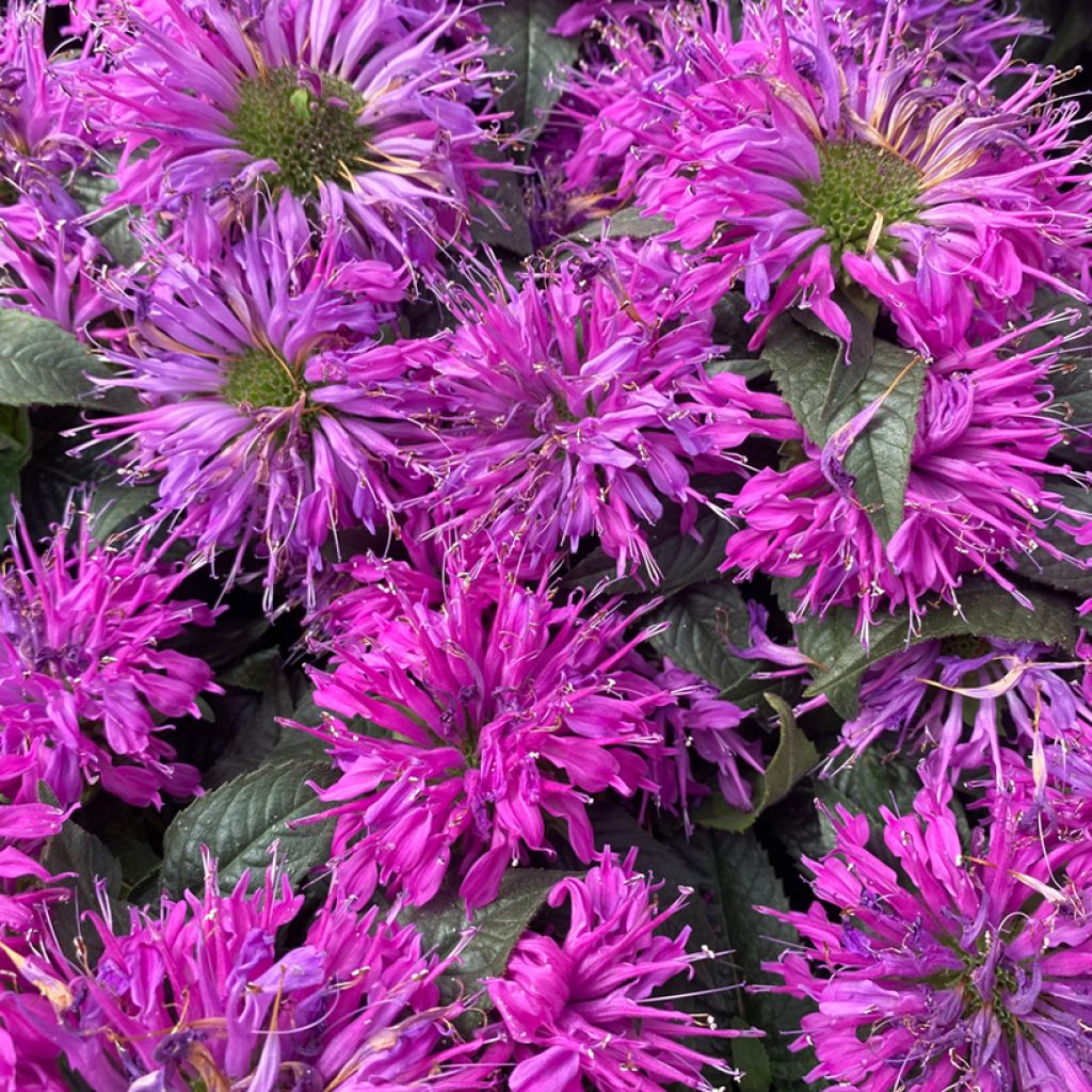 Monarda Purple Lace