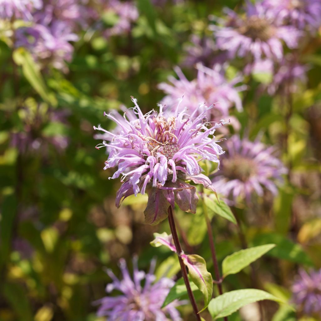 Monarda bradburiana - Monarda