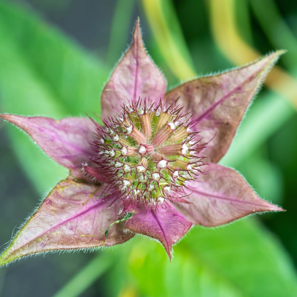 Monarda bradburiana - Monarda