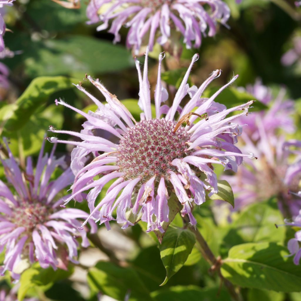 Monarda bradburiana - Monarda