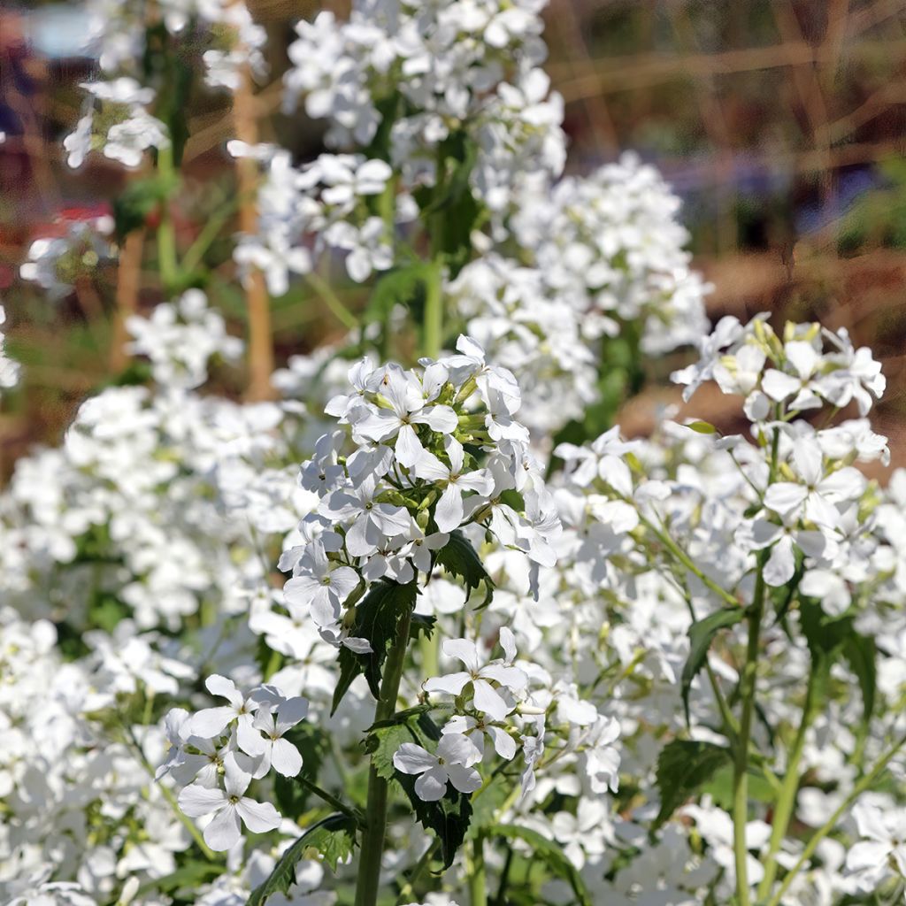 Lunaria annua Alba - Moneta del Papa bianca