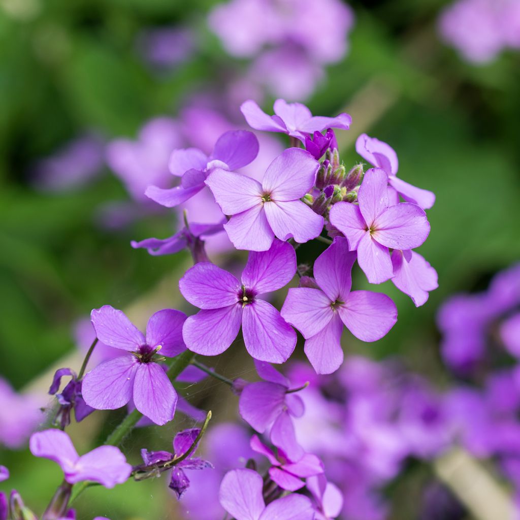 Lunaria annua - Moneta del Papa