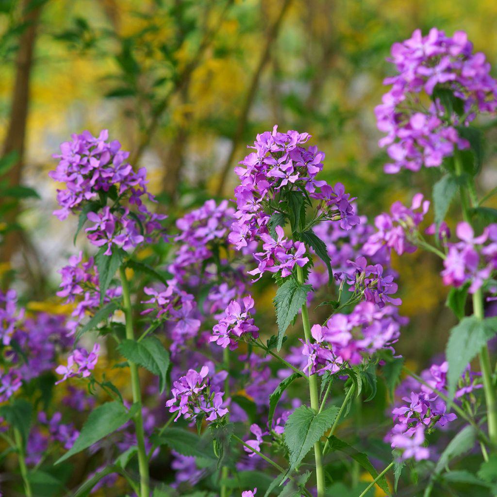 Lunaria annua - Moneta del Papa