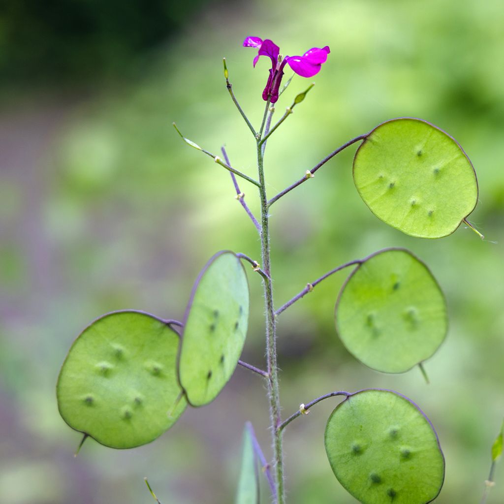 Lunaria annua - Moneta del Papa