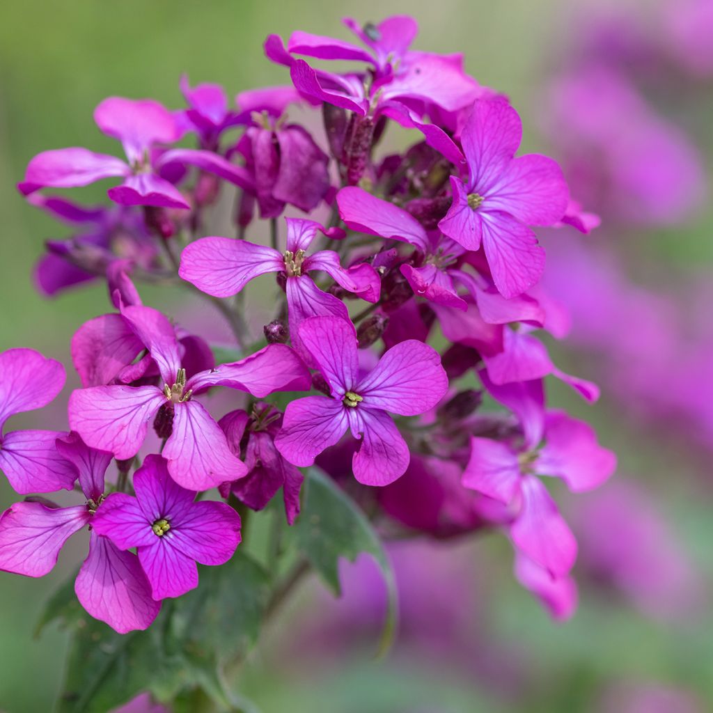 Lunaria annua - Moneta del Papa