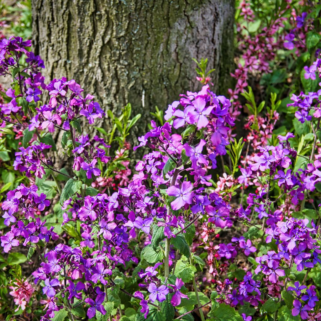 Lunaria annua - Moneta del Papa