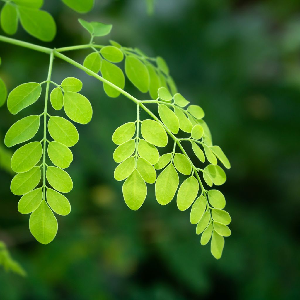 Moringa oleifera - Albero del rafano