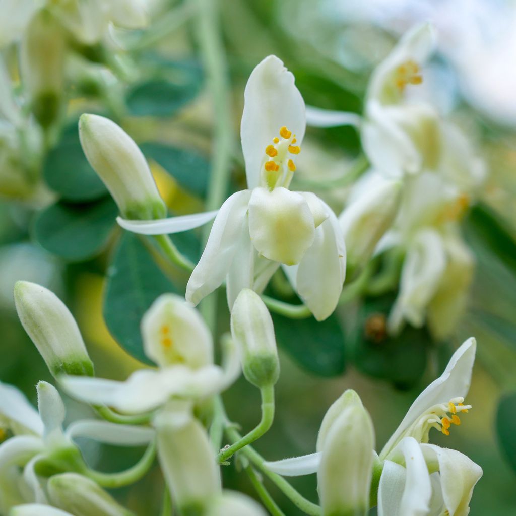 Moringa oleifera - Albero del rafano