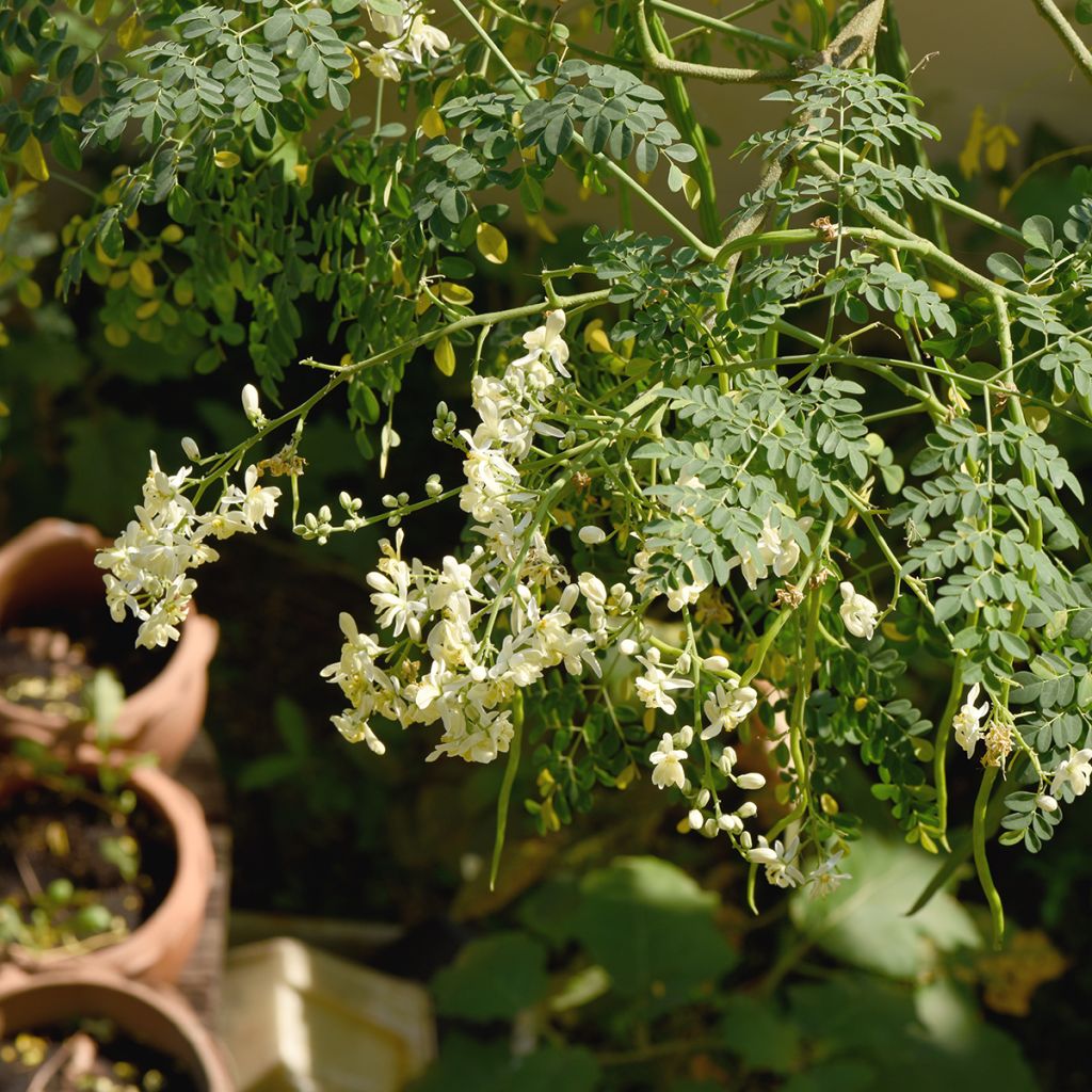 Moringa oleifera - Albero del rafano