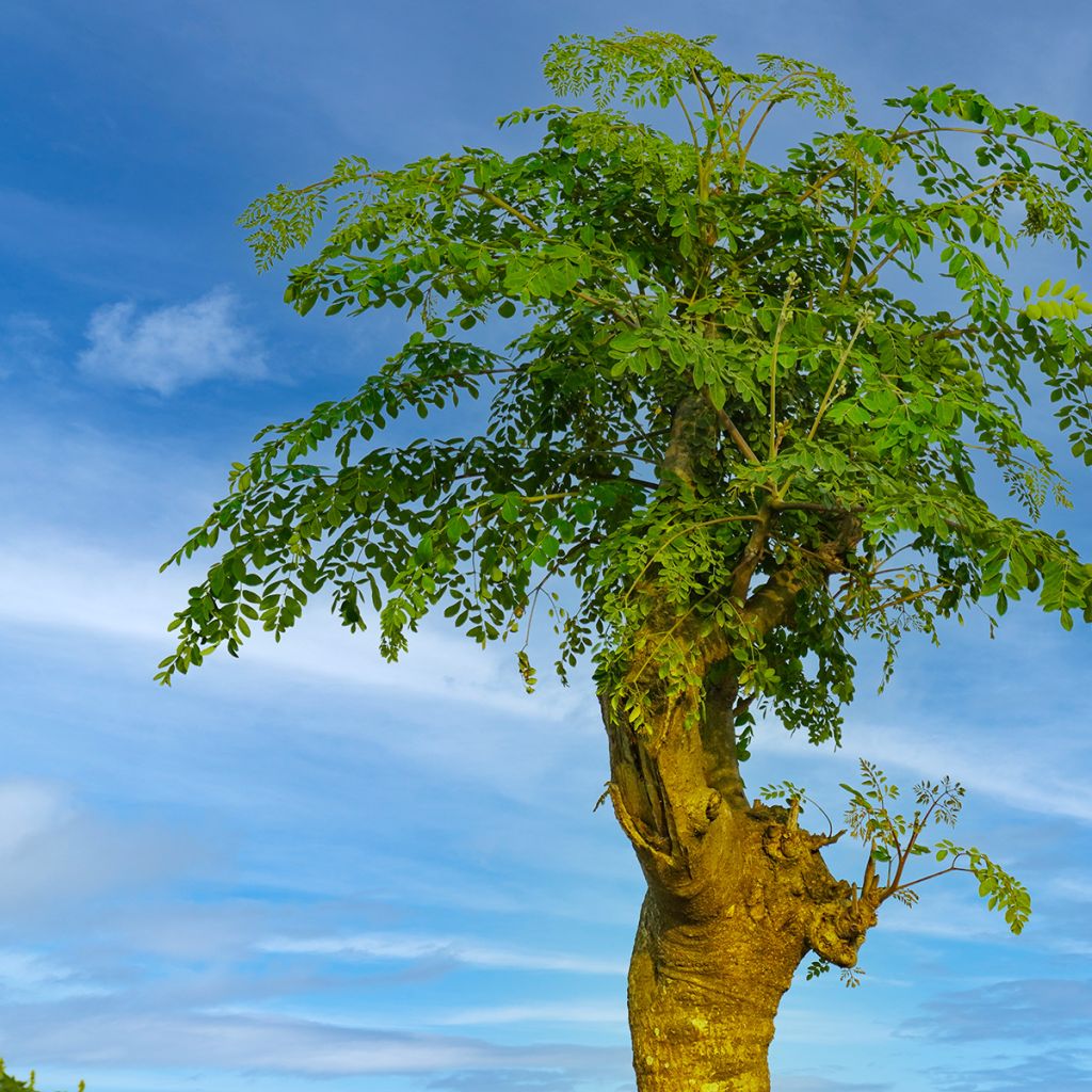 Moringa oleifera - Albero del rafano