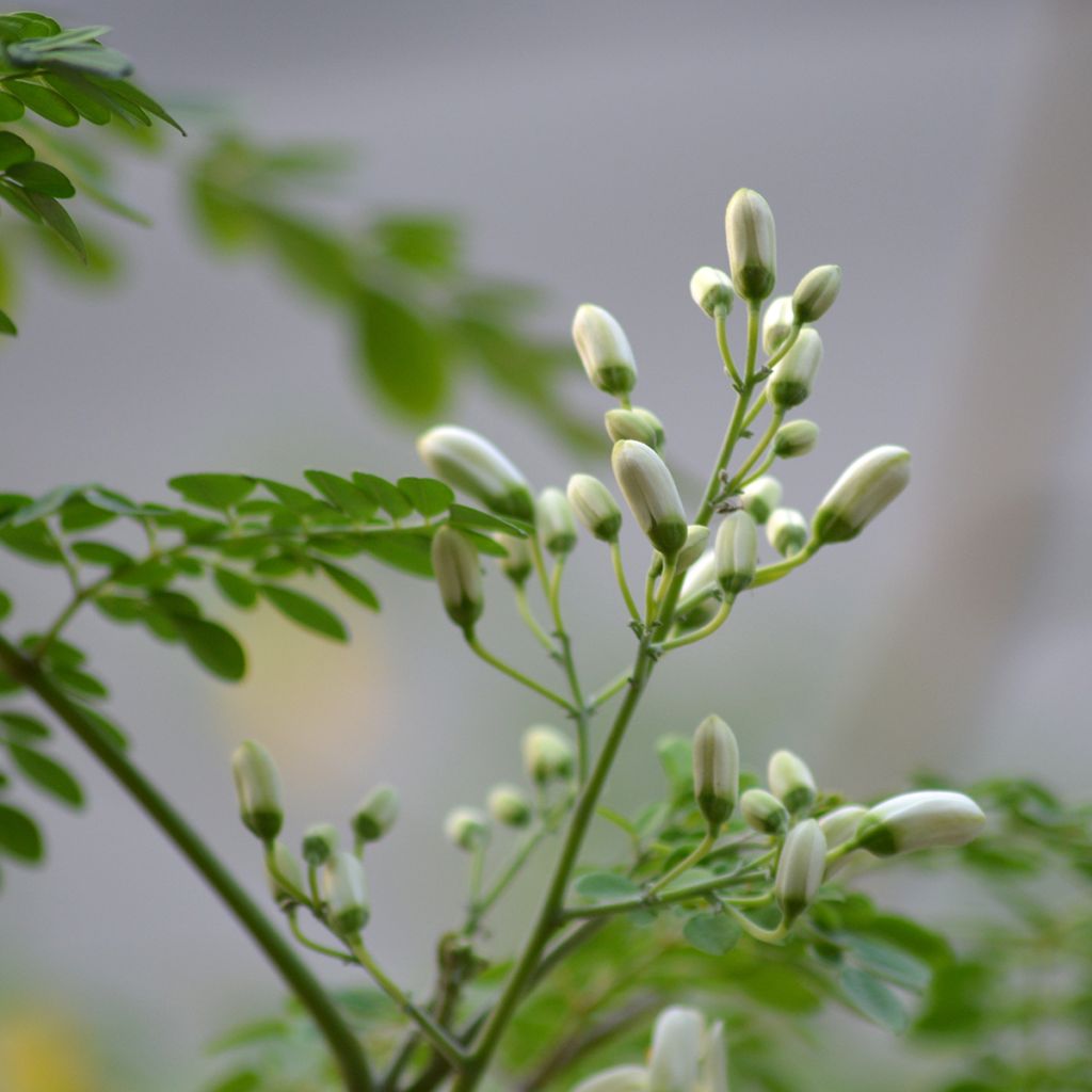 Moringa oleifera - Albero del rafano