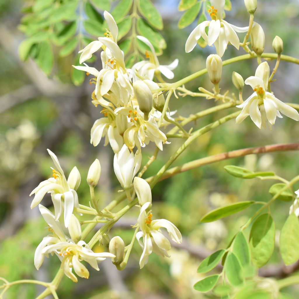 Moringa oleifera - Albero del rafano