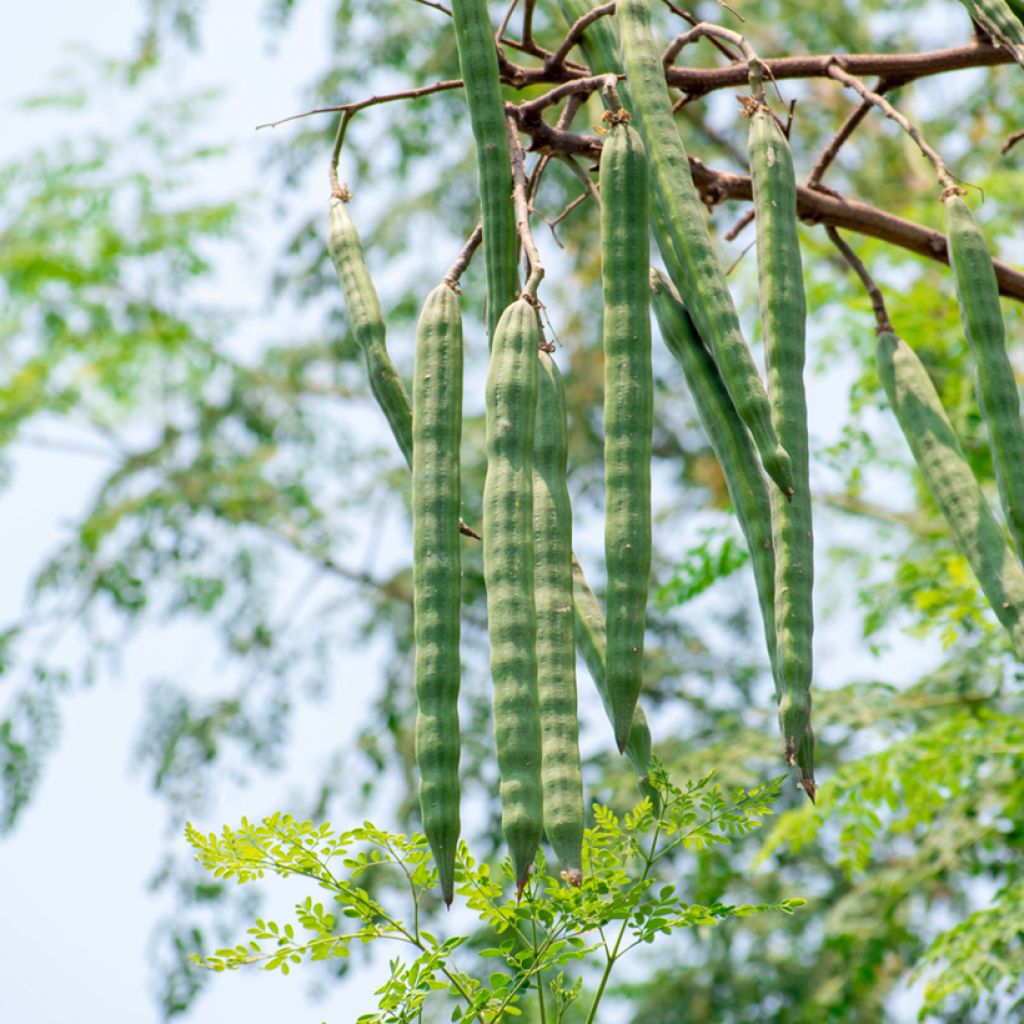 Moringa oleifera - Albero del rafano