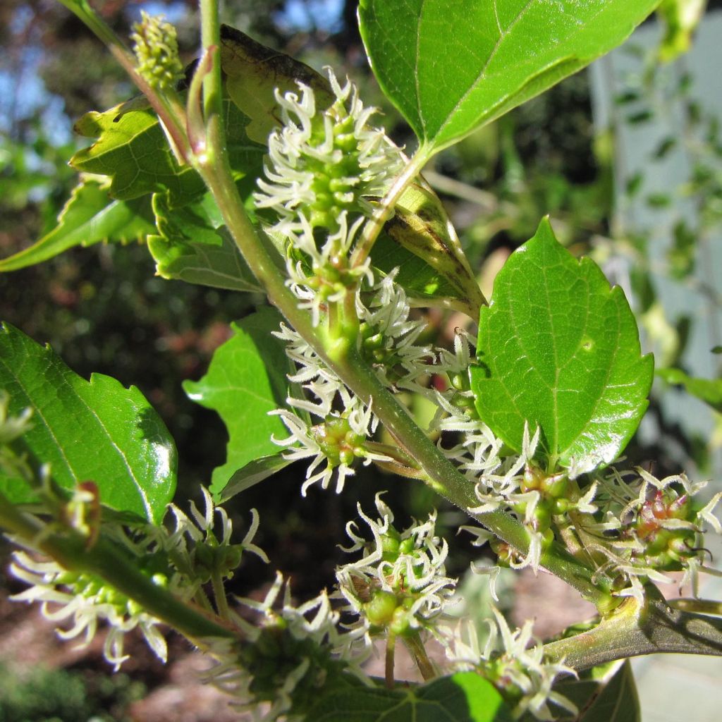 Morus alba - Mûrier blanc