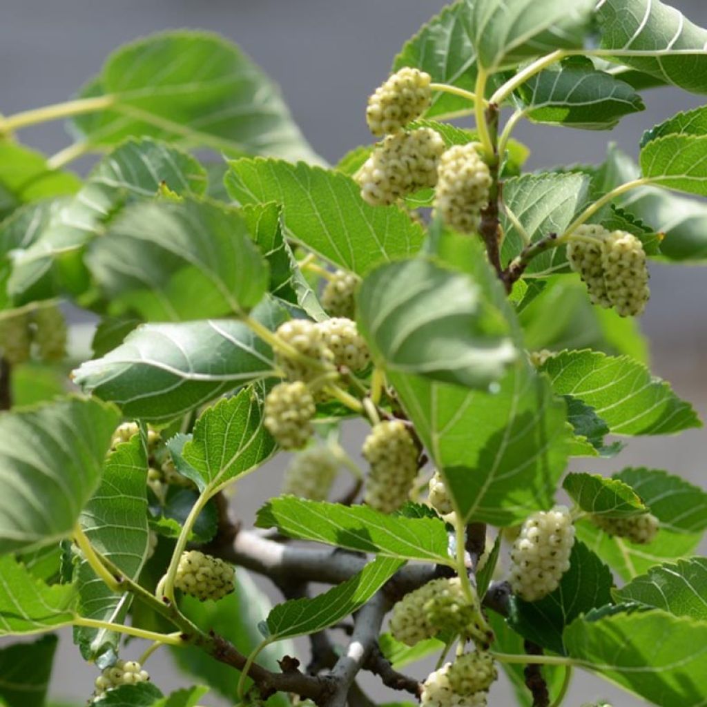 Morus alba - Mûrier blanc