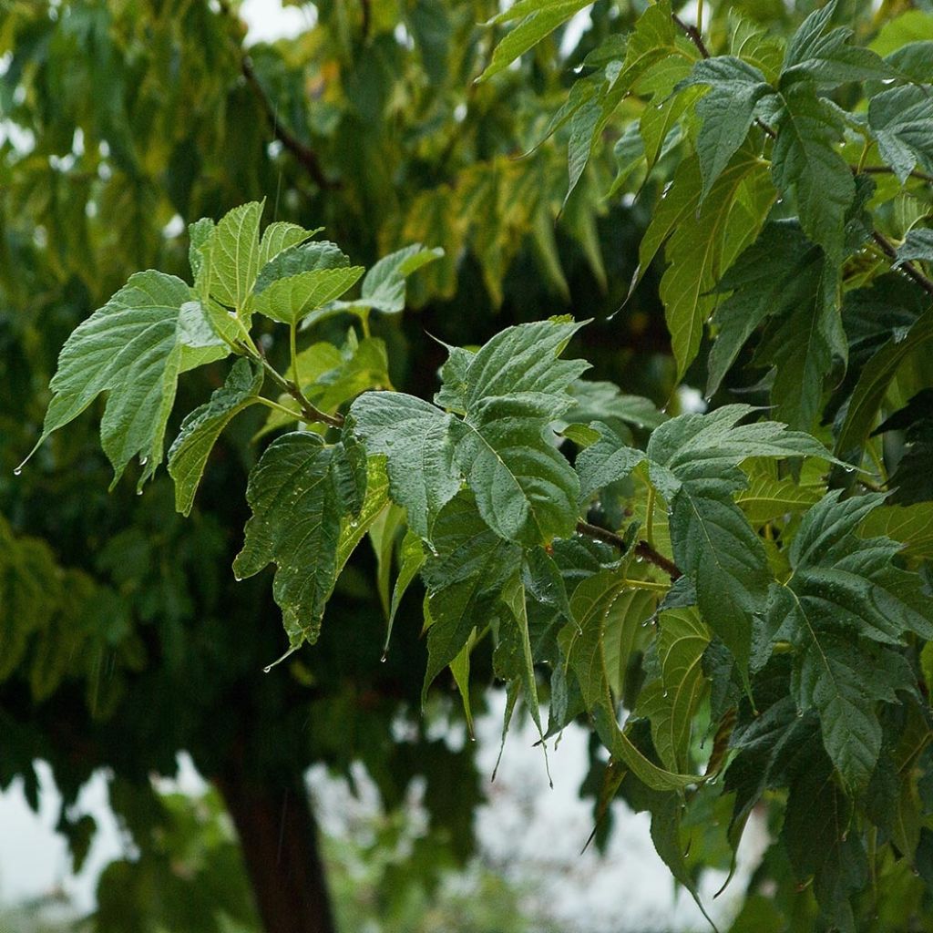 Morus alba Fruitless - Mûrier blanc stérile